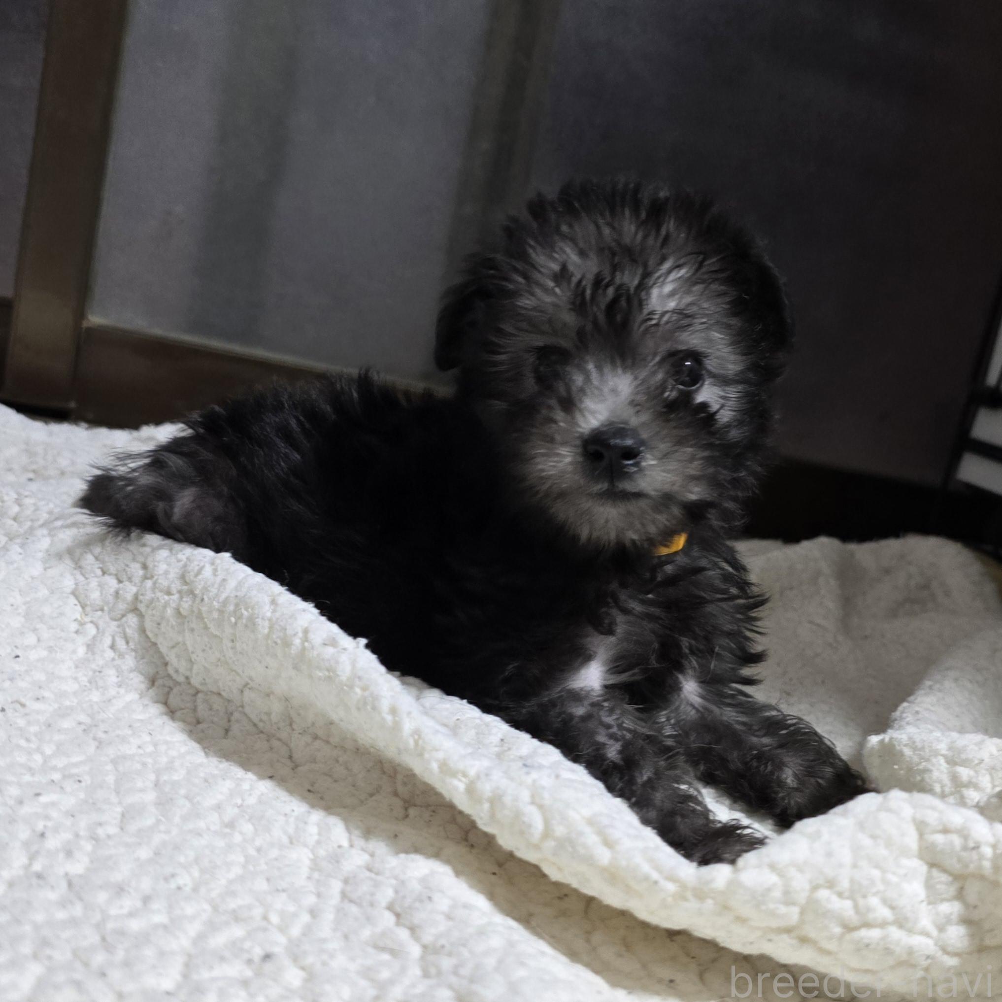 成約済の岡山県のミックス犬-378319の15枚目