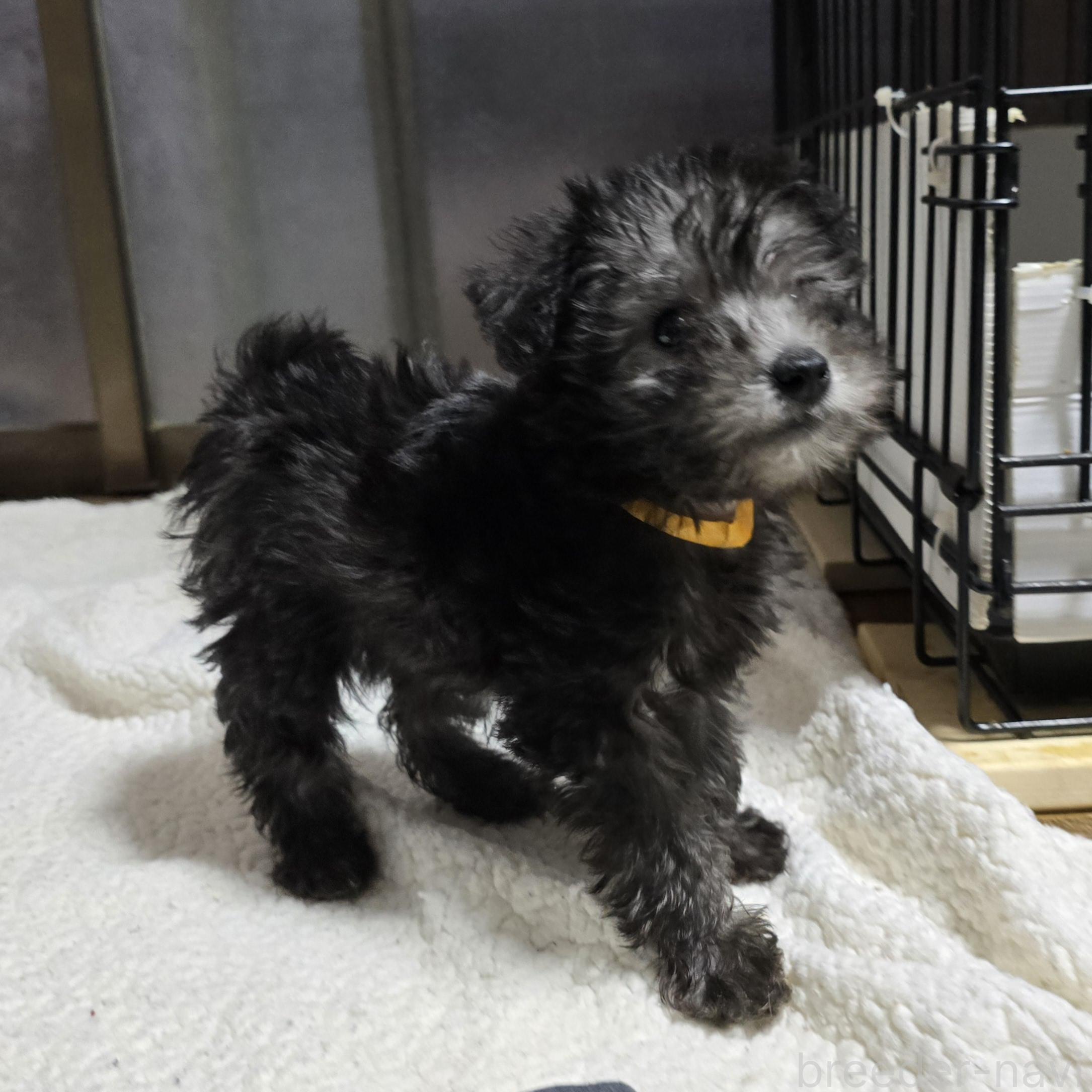 成約済の岡山県のミックス犬-378319の14枚目