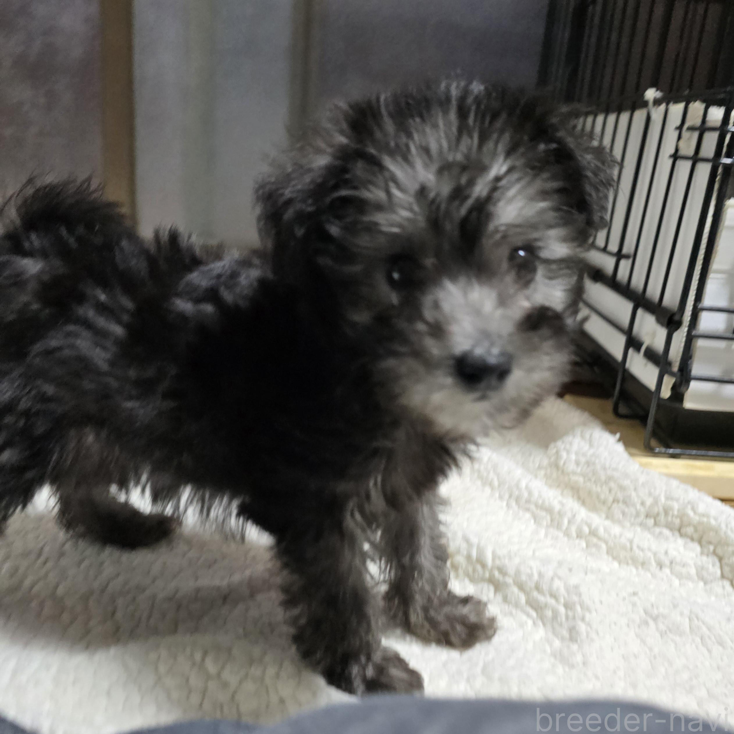 成約済の岡山県のミックス犬-378319の13枚目