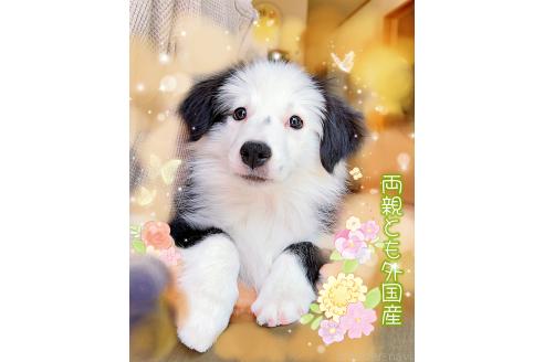 販売中の岐阜県のボーダーコリー-375162