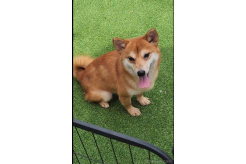 販売中の福岡県のミックス犬-349639の3枚目