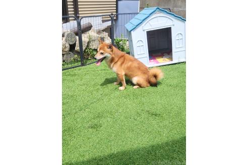 販売中の福岡県のミックス犬-349639の2枚目
