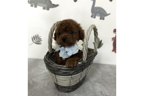 販売中の香川県のティーカッププードル-384009