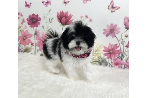 販売中の香川県のミックス犬-376224