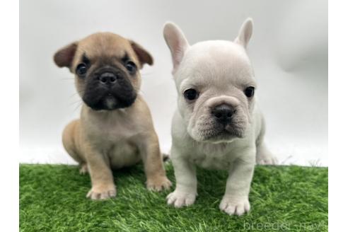 成約済の愛知県のフレンチブルドッグ-385856の6枚目