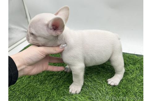 成約済の愛知県のフレンチブルドッグ-385856の4枚目