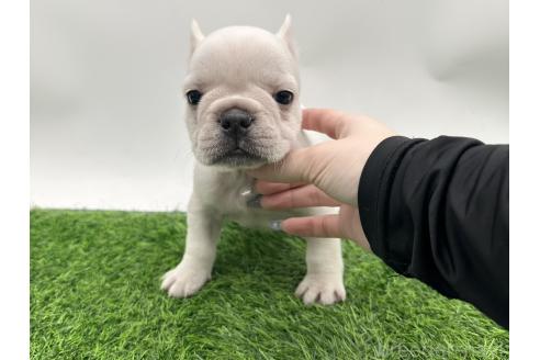 成約済の愛知県のフレンチブルドッグ-385856の2枚目