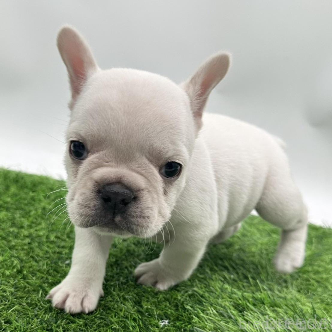 成約済の愛知県のフレンチブルドッグ-385856の1枚目