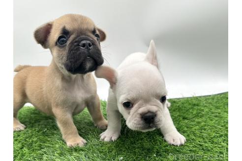 成約済の愛知県のフレンチブルドッグ-385857の15枚目