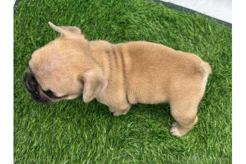 成約済の愛知県のフレンチブルドッグ-385857の14枚目