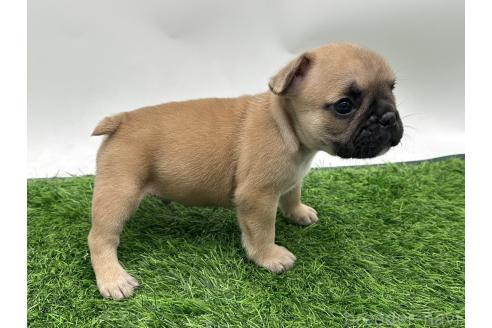 成約済の愛知県のフレンチブルドッグ-385857の12枚目