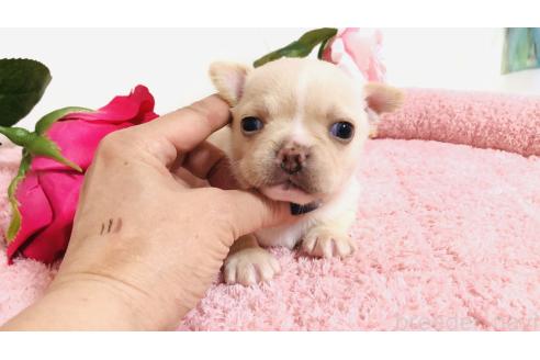 販売中の埼玉県のミックス犬-384734