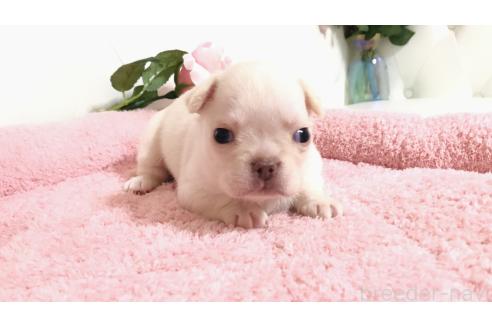 販売中の埼玉県のミックス犬-384736