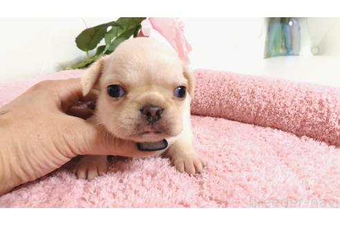 販売中の埼玉県のミックス犬-384737
