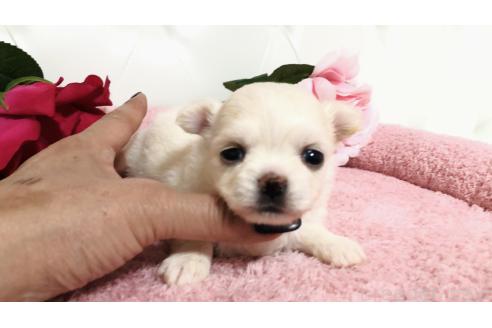 販売中の埼玉県のチワワ(ロングコート)-386236