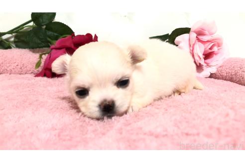 販売中の埼玉県のチワワ(ロングコート)-386236の3枚目