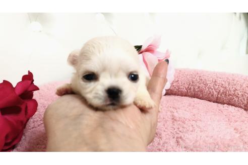 販売中の埼玉県のチワワ(ロングコート)-386238の1枚目