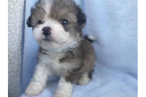 販売中の東京都のミックス犬-385886の4枚目