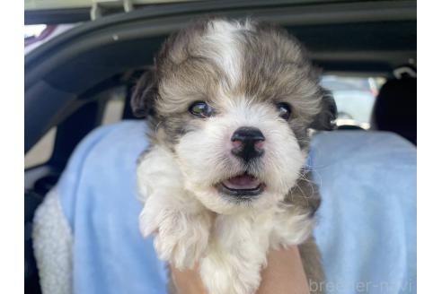 販売中の東京都のミックス犬-385886の2枚目