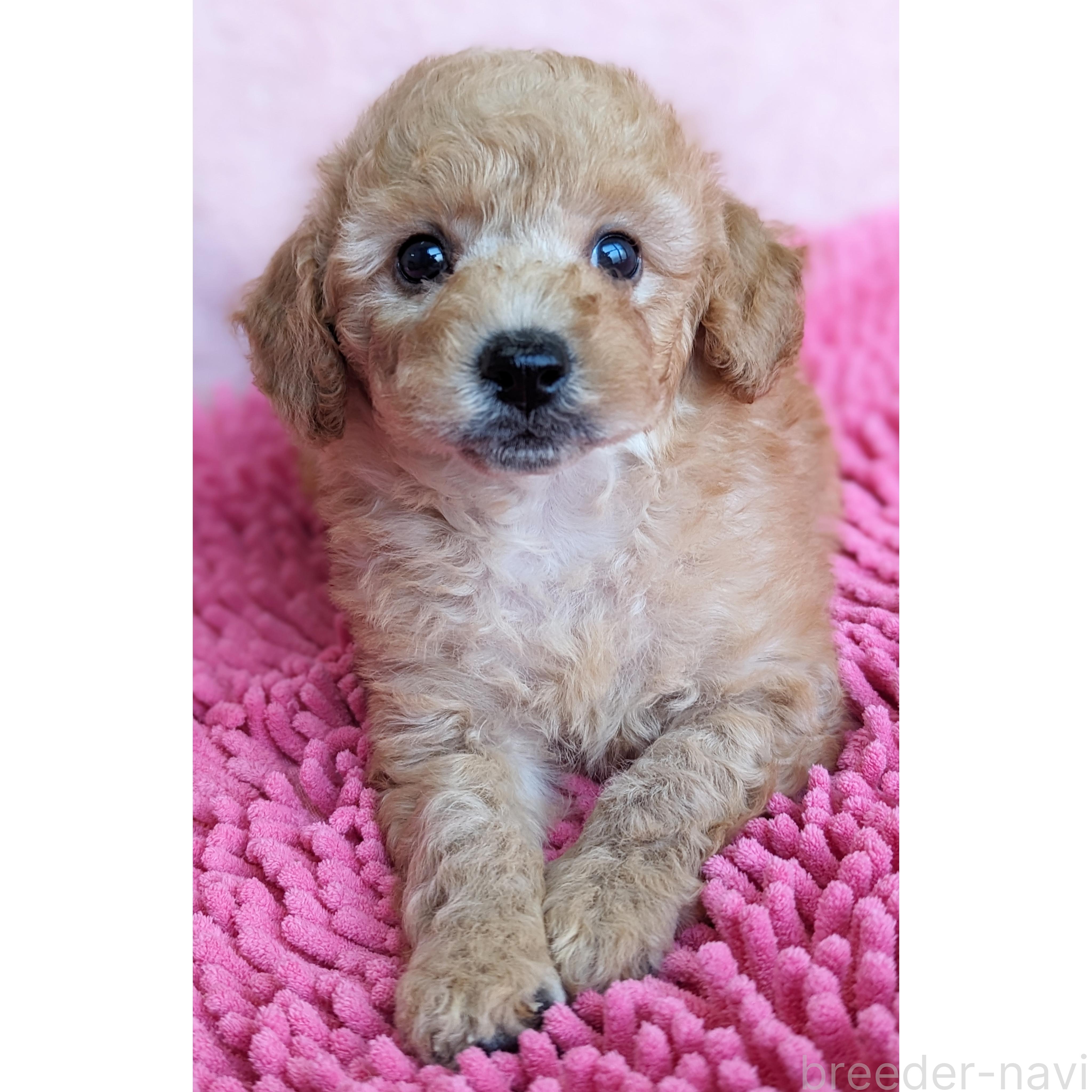 販売中の静岡県のミックス犬-385898の14枚目