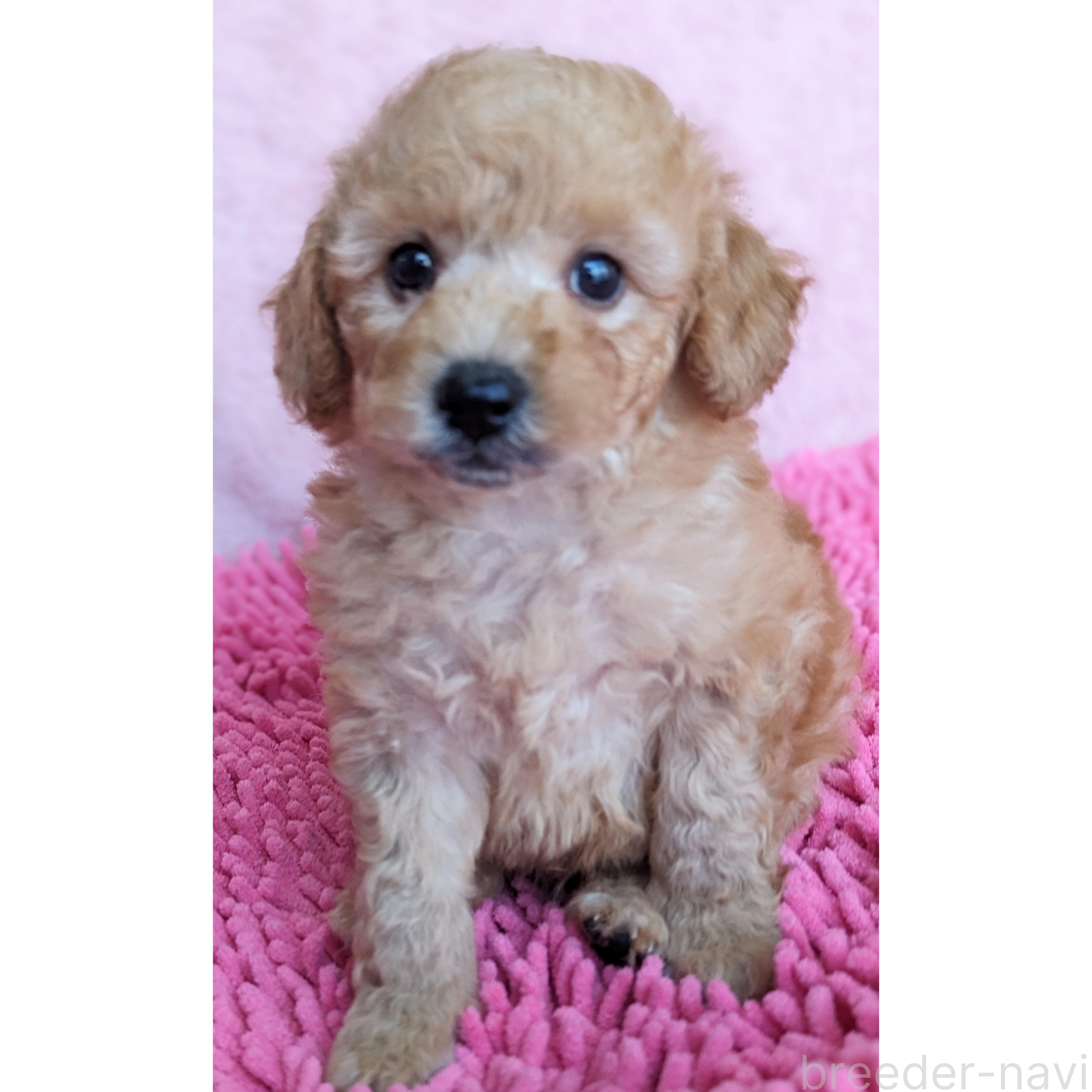 販売中の静岡県のミックス犬-385898の13枚目