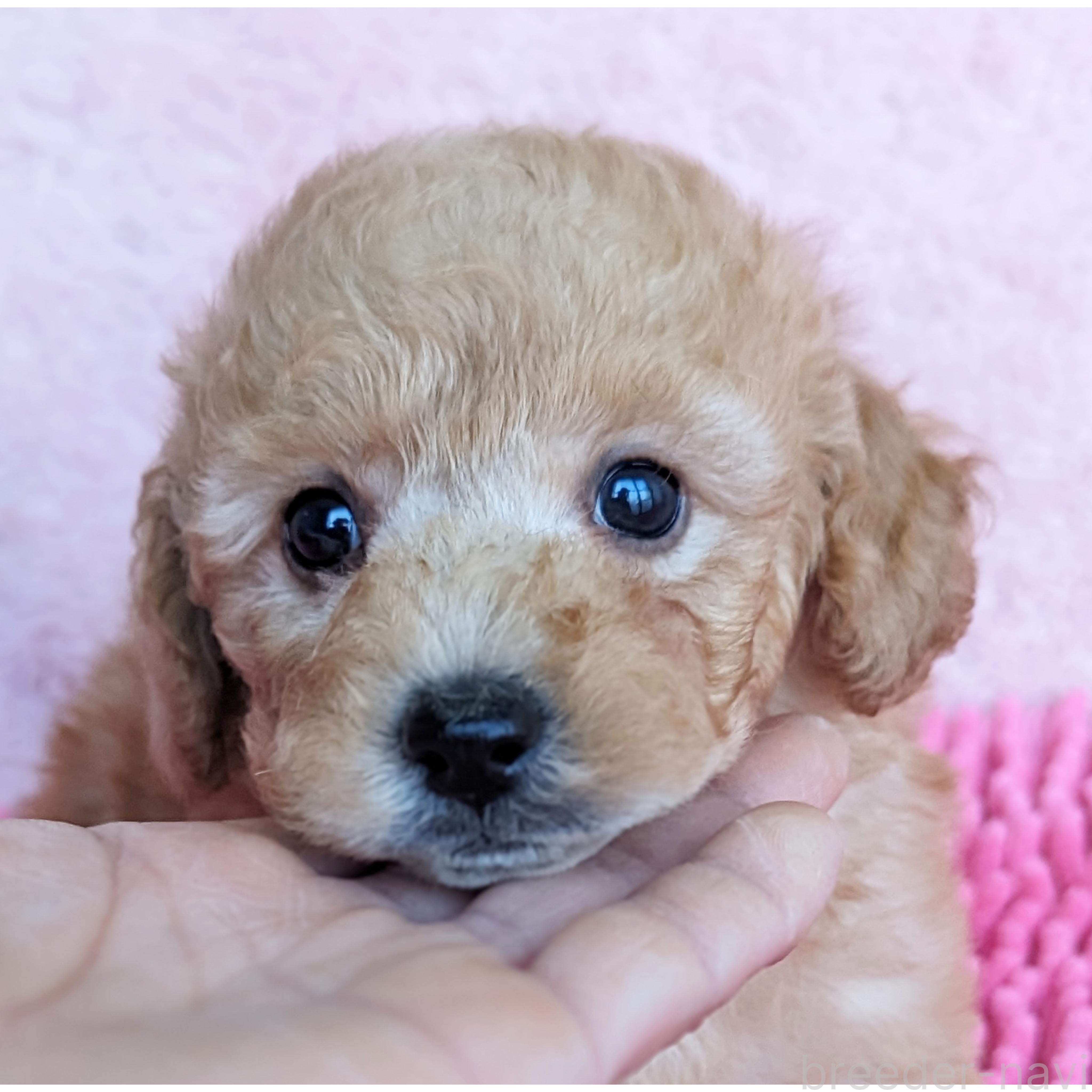 商談中の静岡県のミックス犬-385898