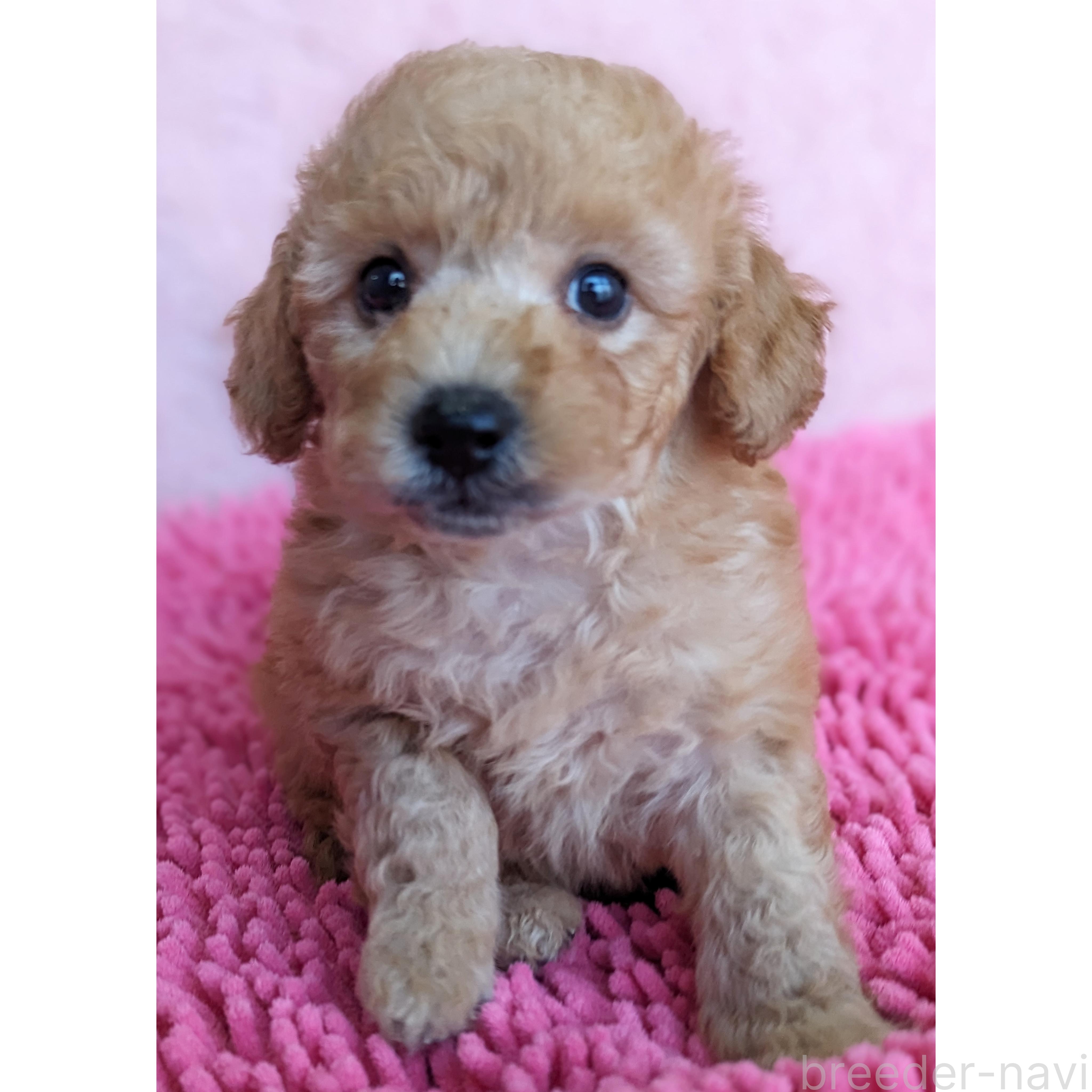 販売中の静岡県のミックス犬-385898の11枚目
