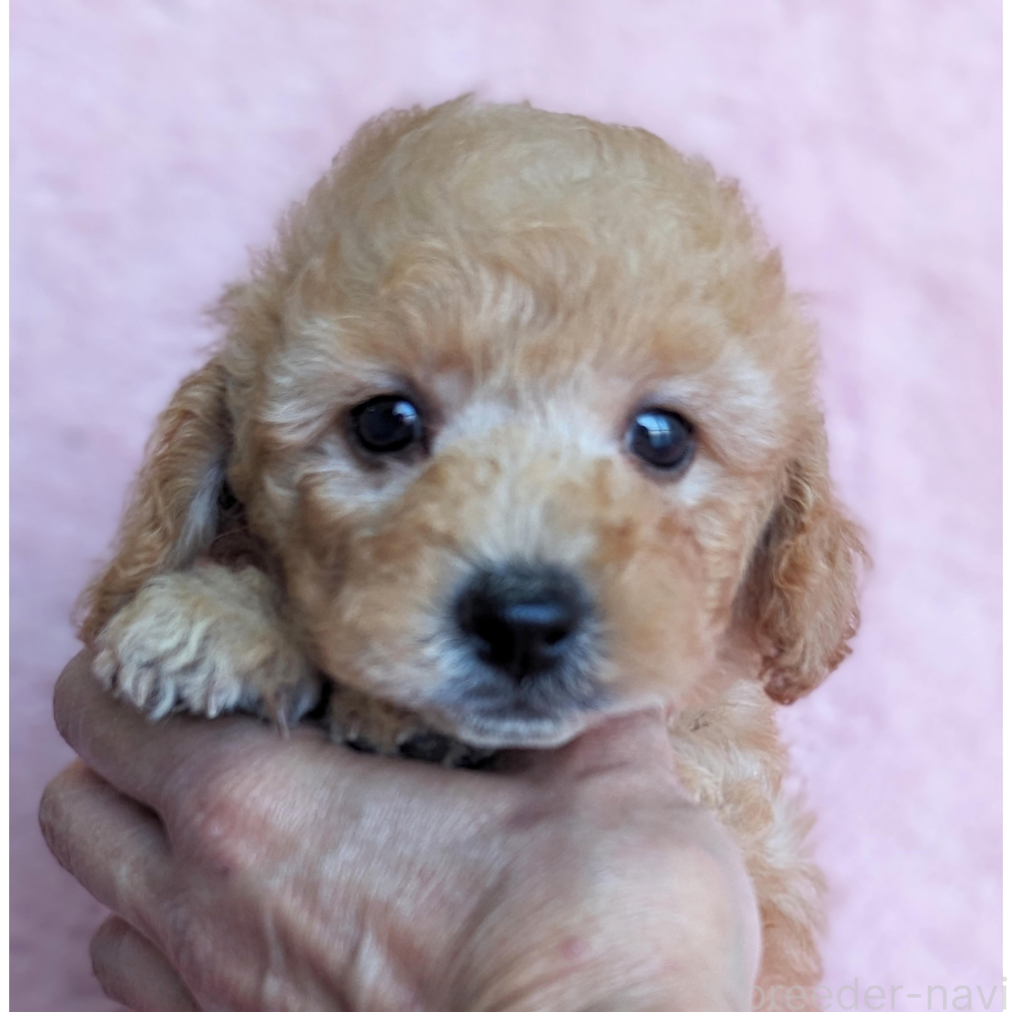 販売中の静岡県のミックス犬-385898の10枚目