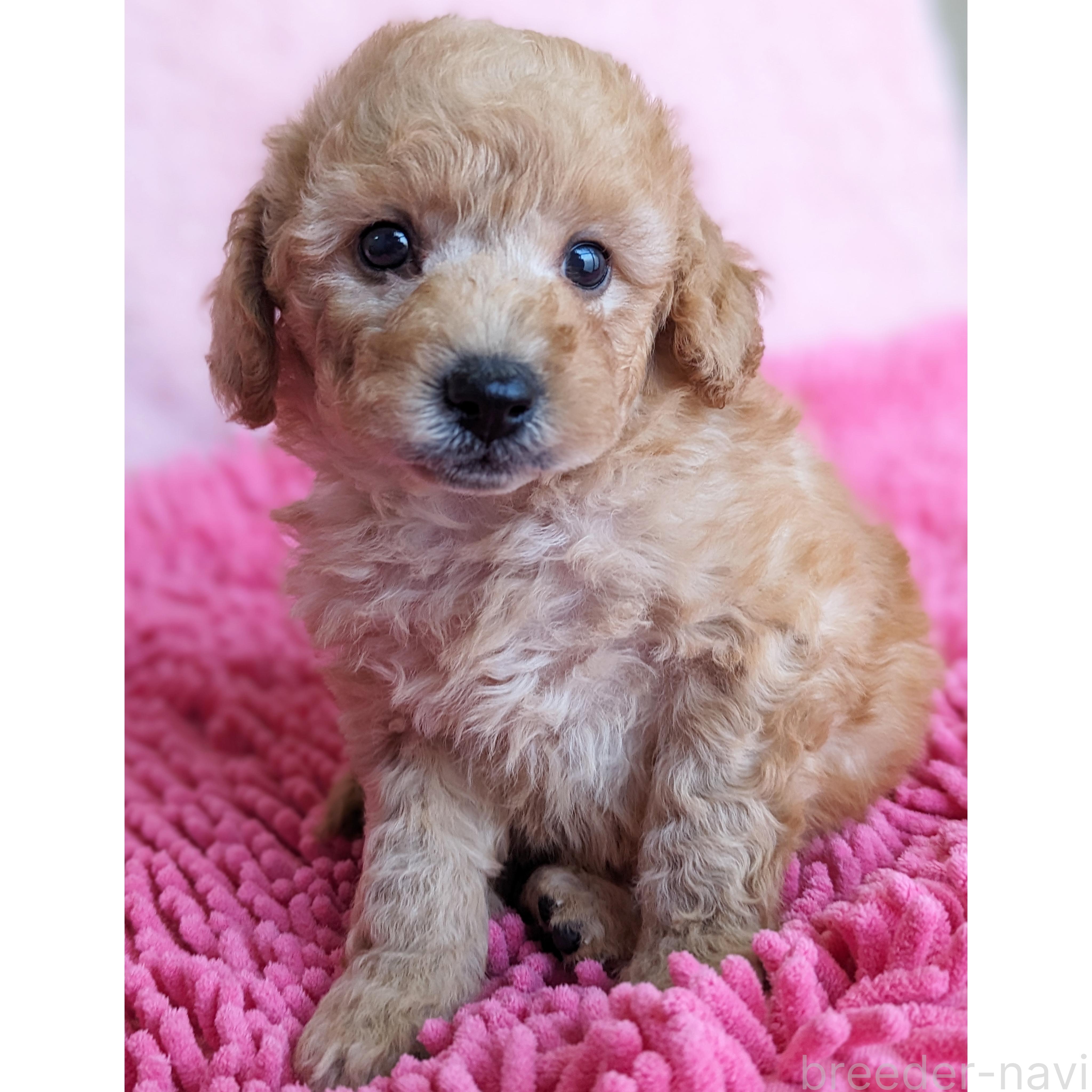 販売中の静岡県のミックス犬-385898の9枚目