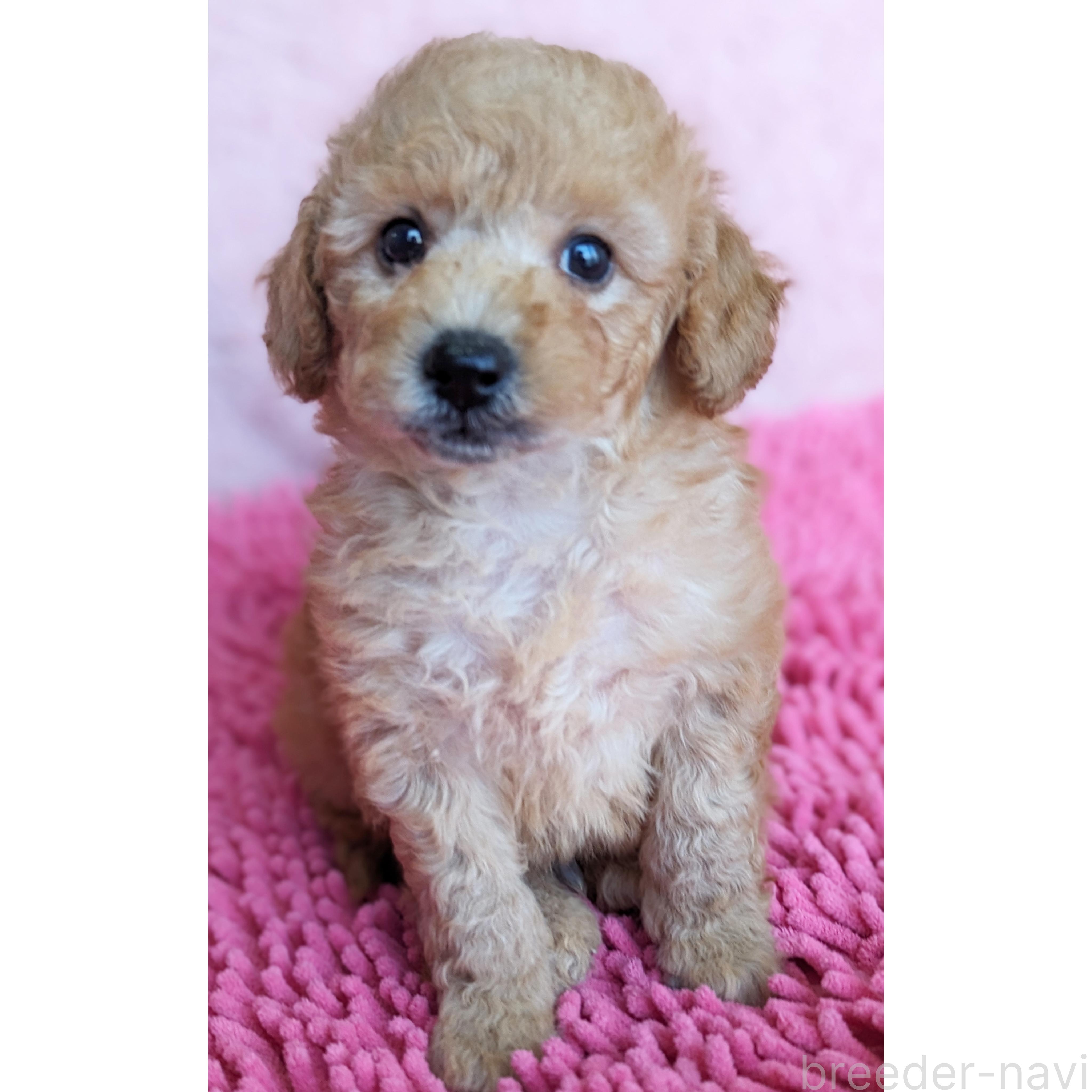 販売中の静岡県のミックス犬-385898の8枚目