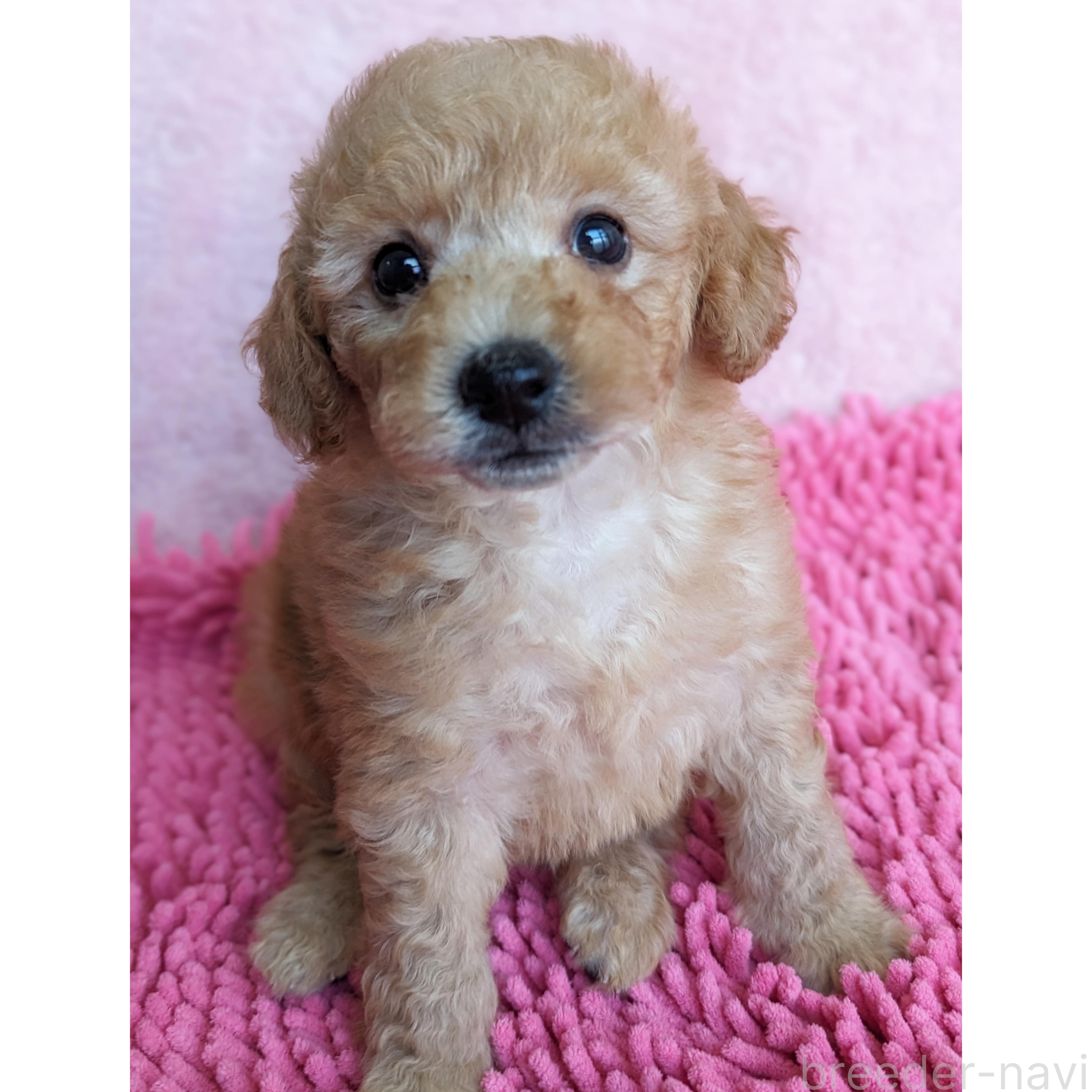 販売中の静岡県のミックス犬-385898の7枚目