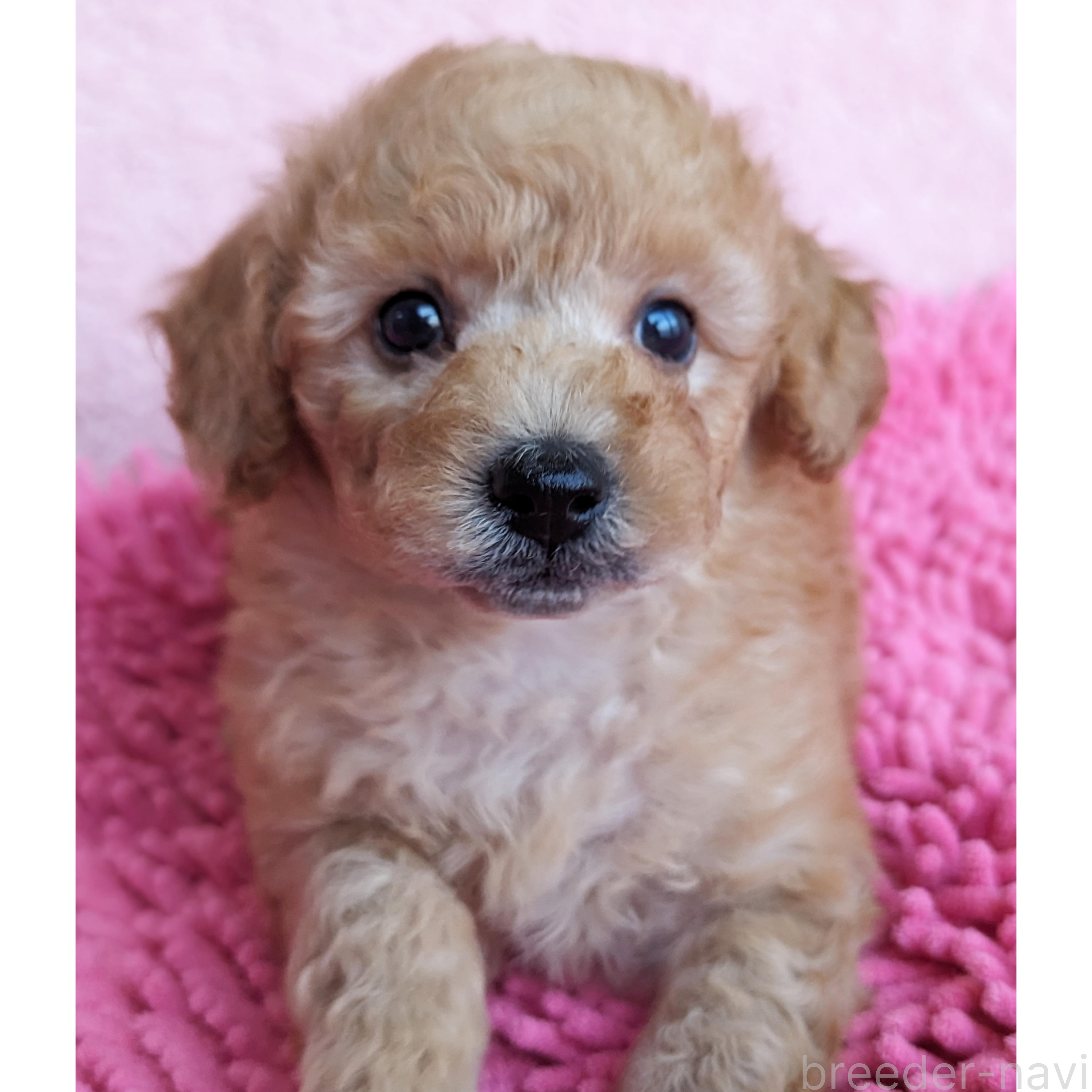 販売中の静岡県のミックス犬-385898の6枚目