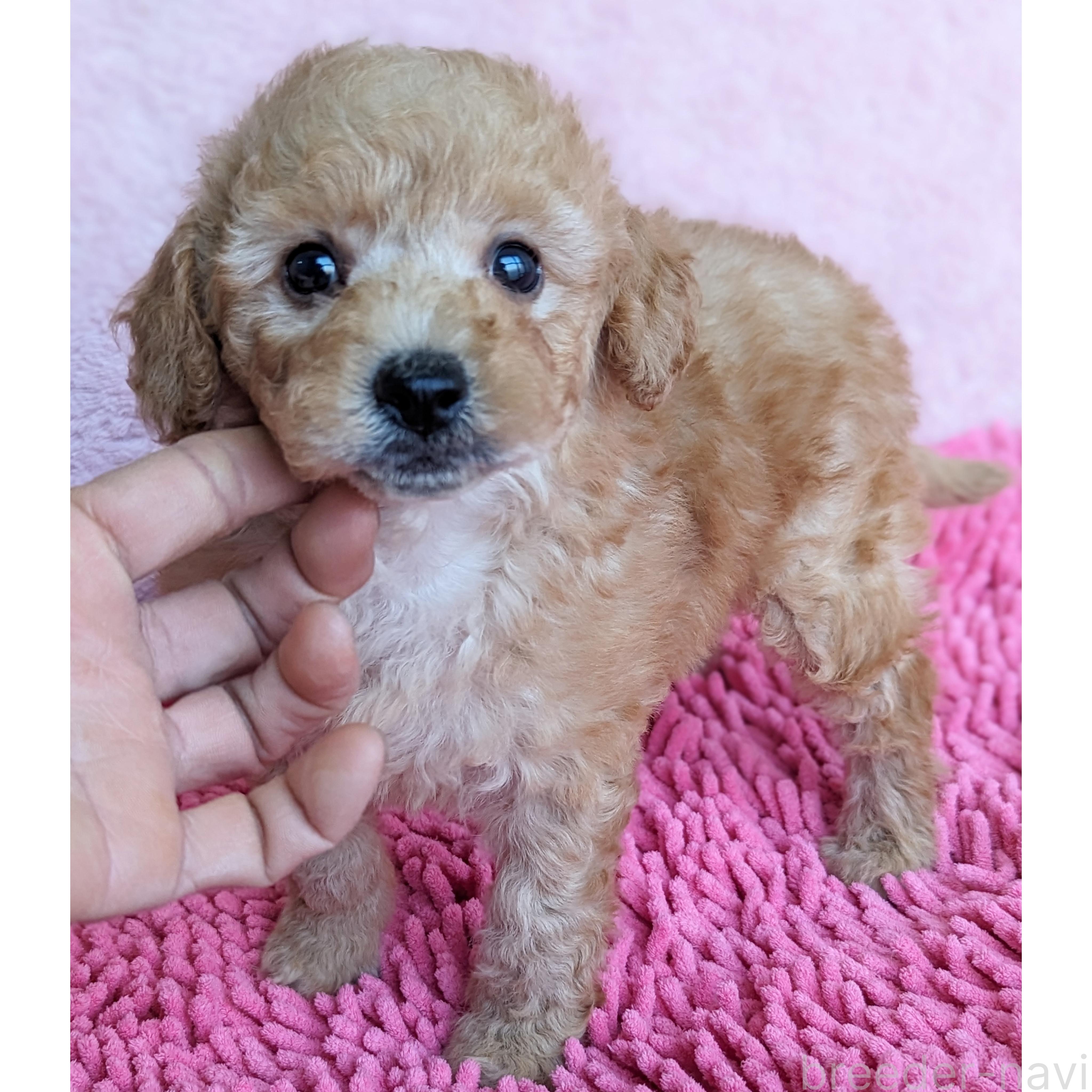 販売中の静岡県のミックス犬-385898の5枚目