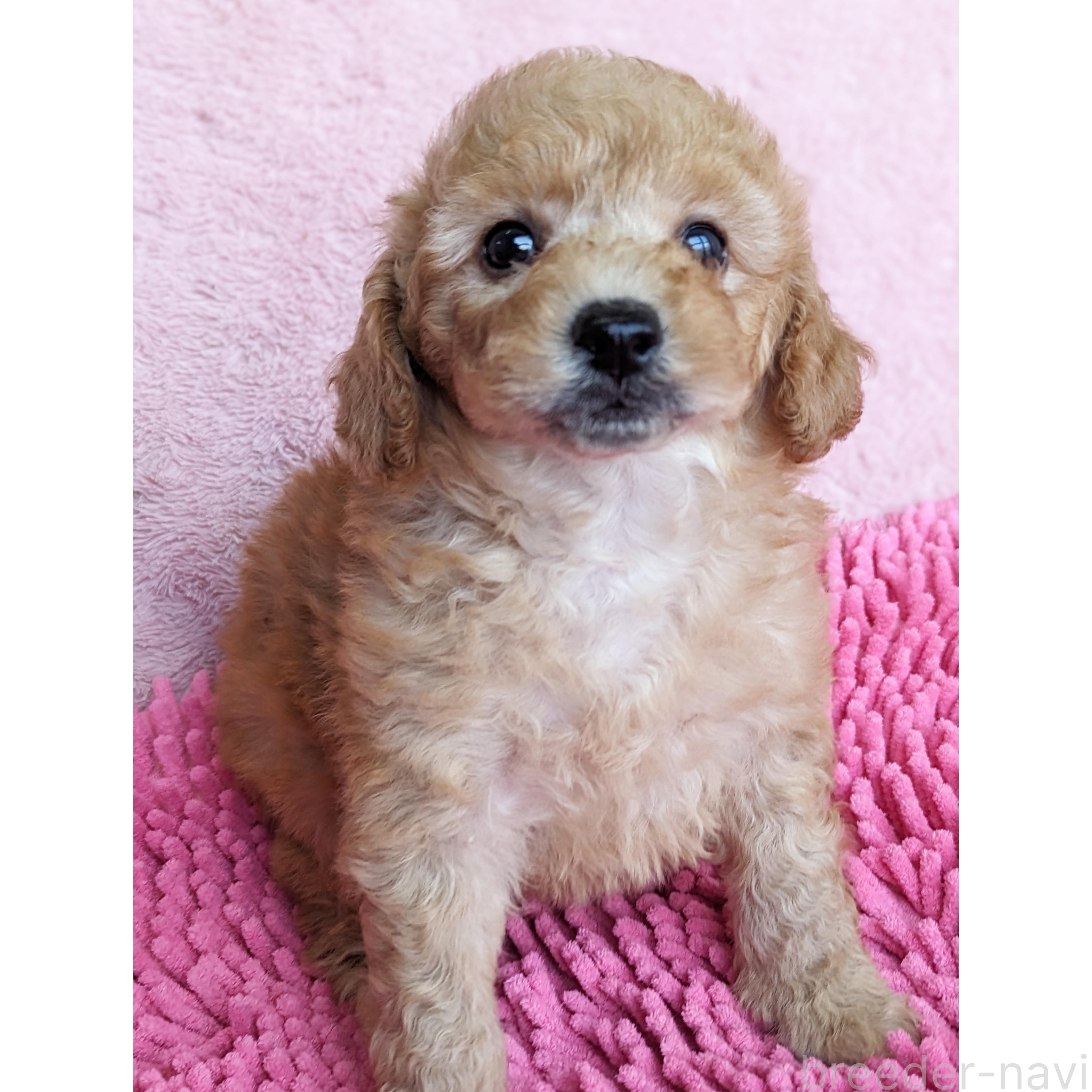 販売中の静岡県のミックス犬-385898の4枚目