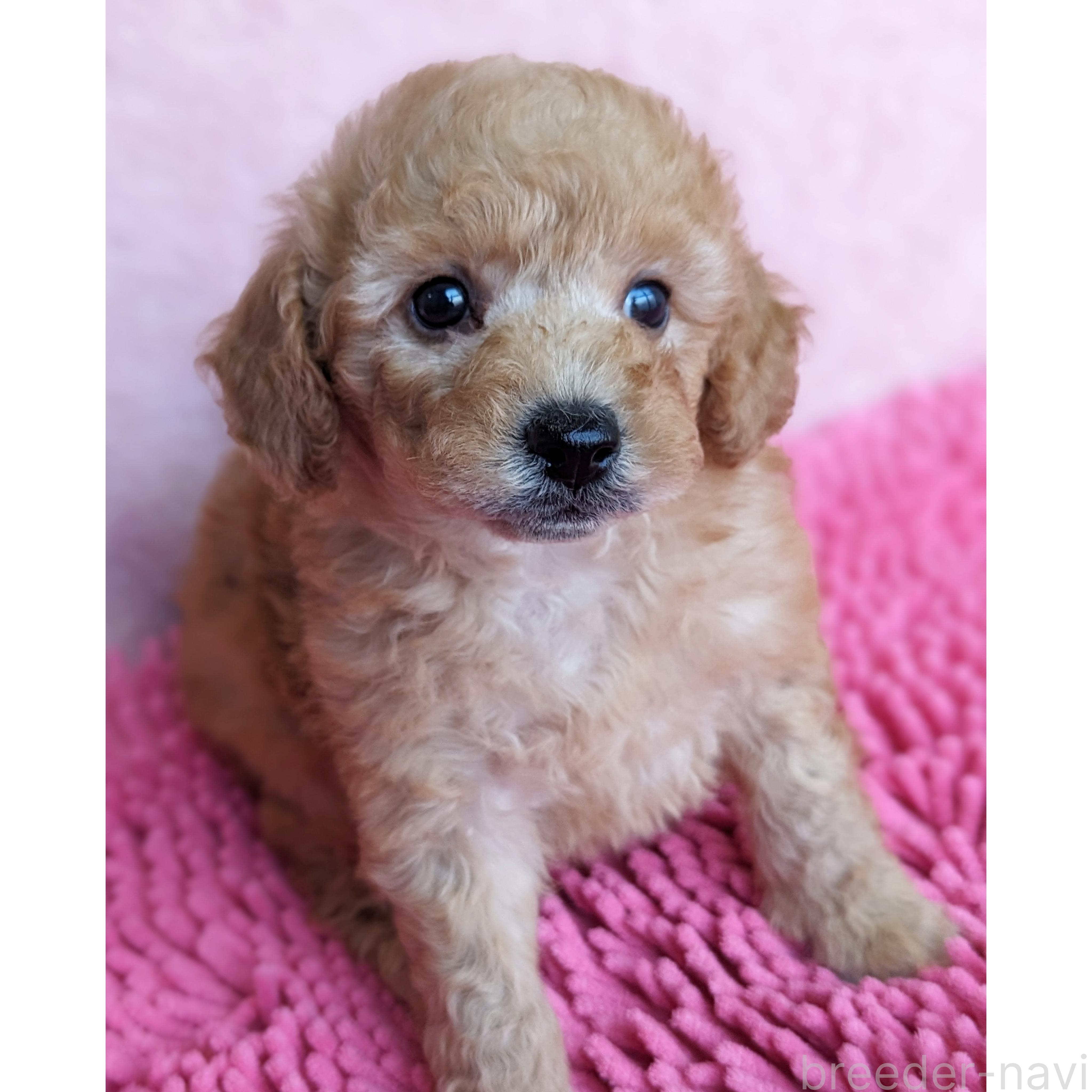 販売中の静岡県のミックス犬-385898の3枚目