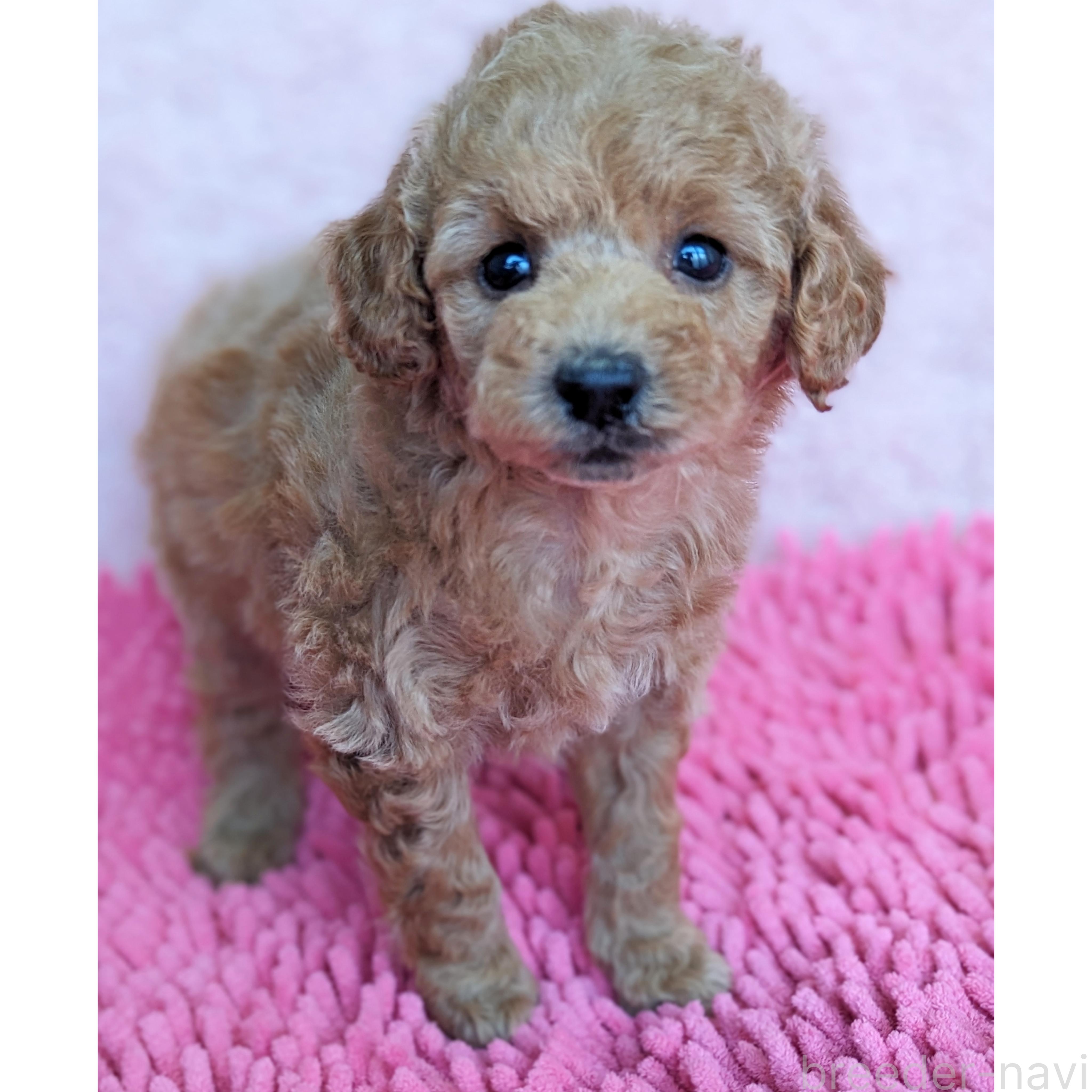 成約済の静岡県のミックス犬-385900の10枚目