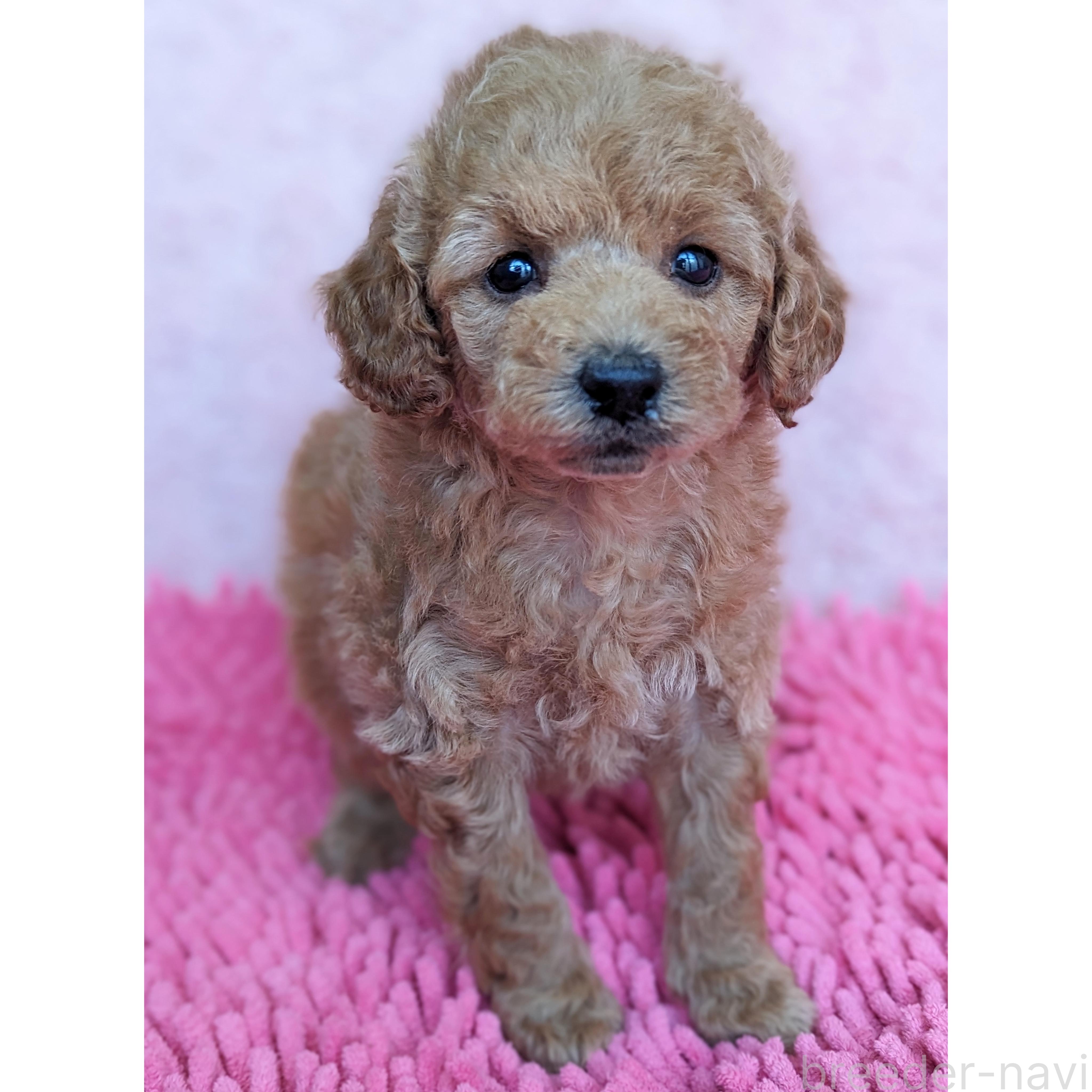 成約済の静岡県のミックス犬-385900の9枚目