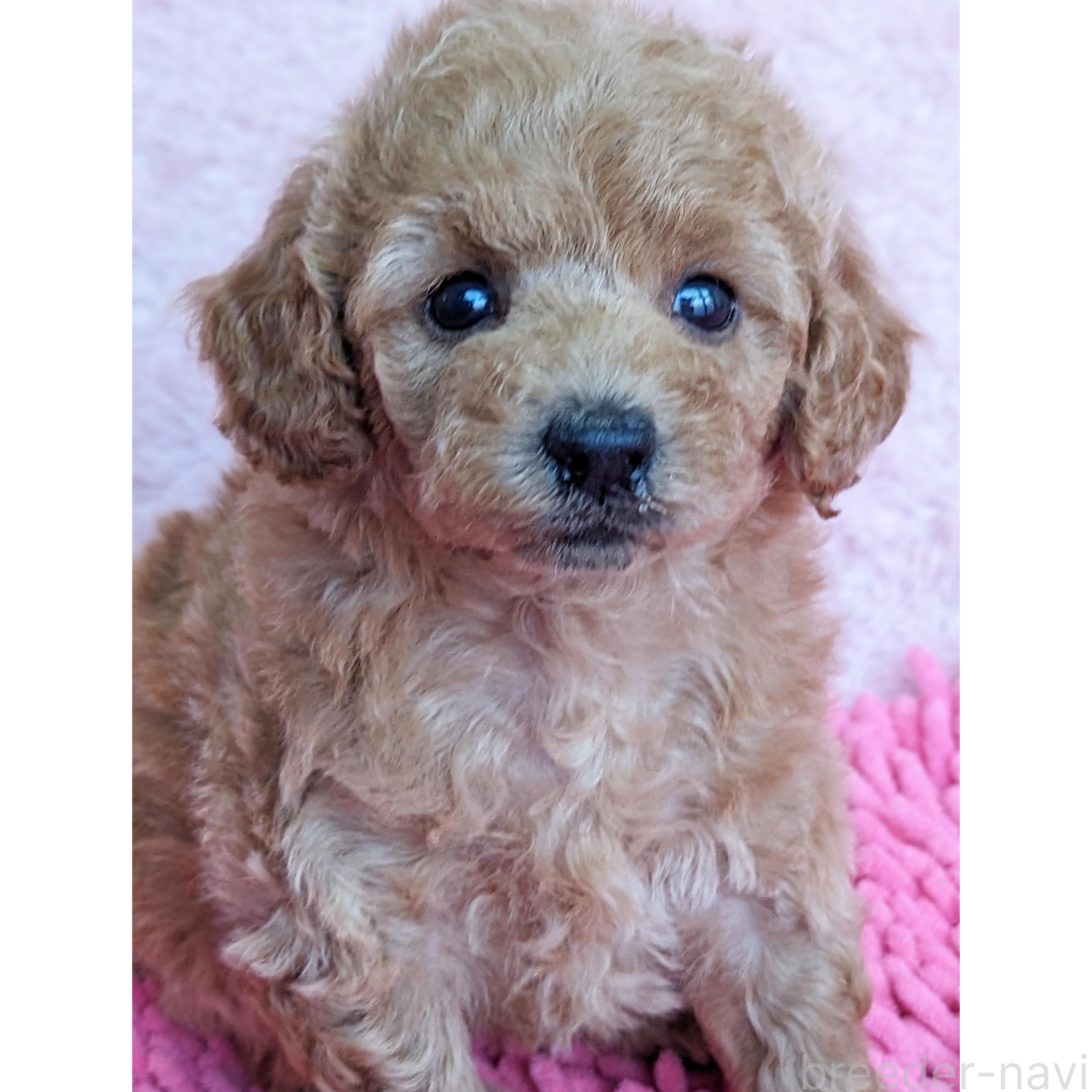 成約済の静岡県のミックス犬-385900の8枚目