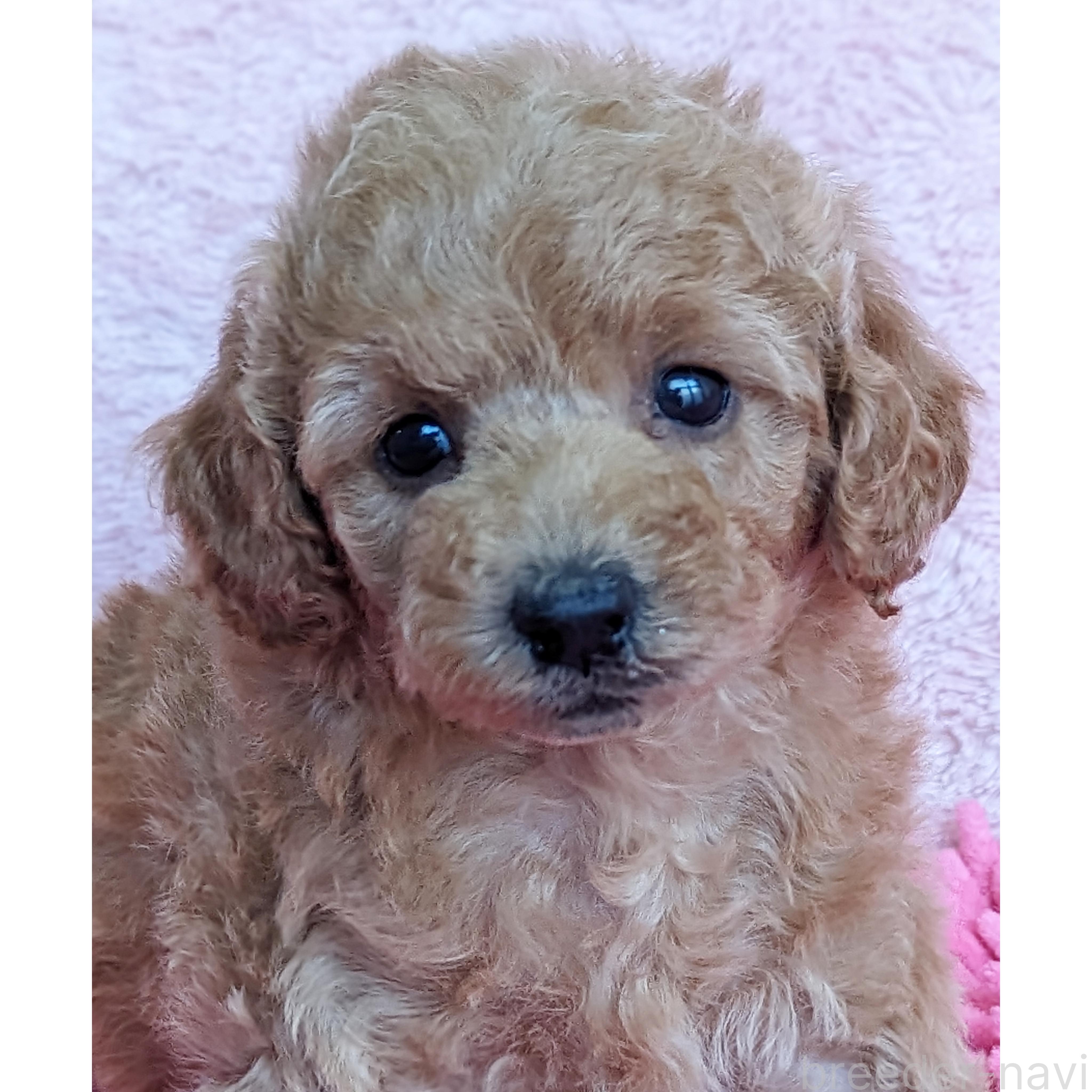 販売中の静岡県のミックス犬-385900