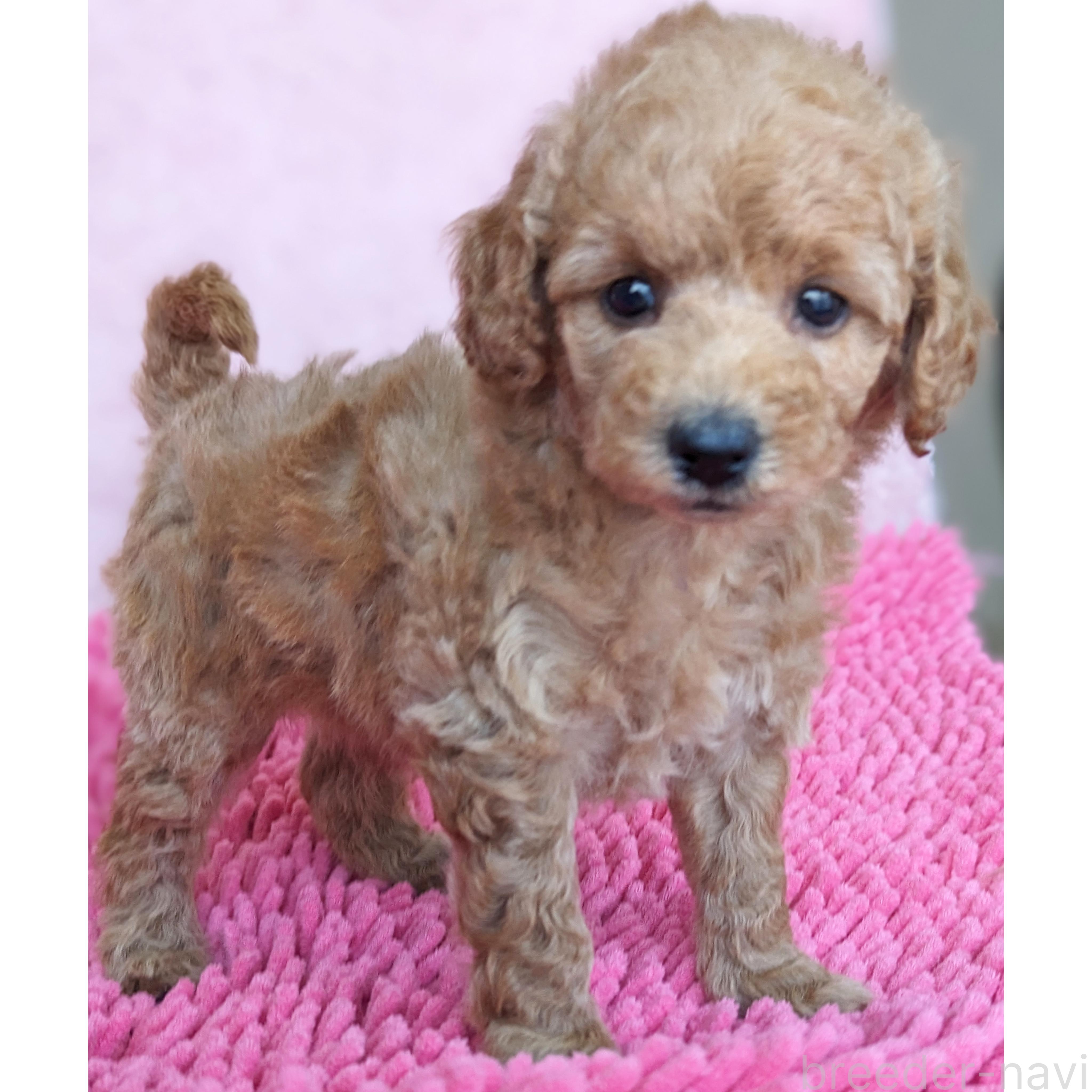 成約済の静岡県のミックス犬-385900の5枚目
