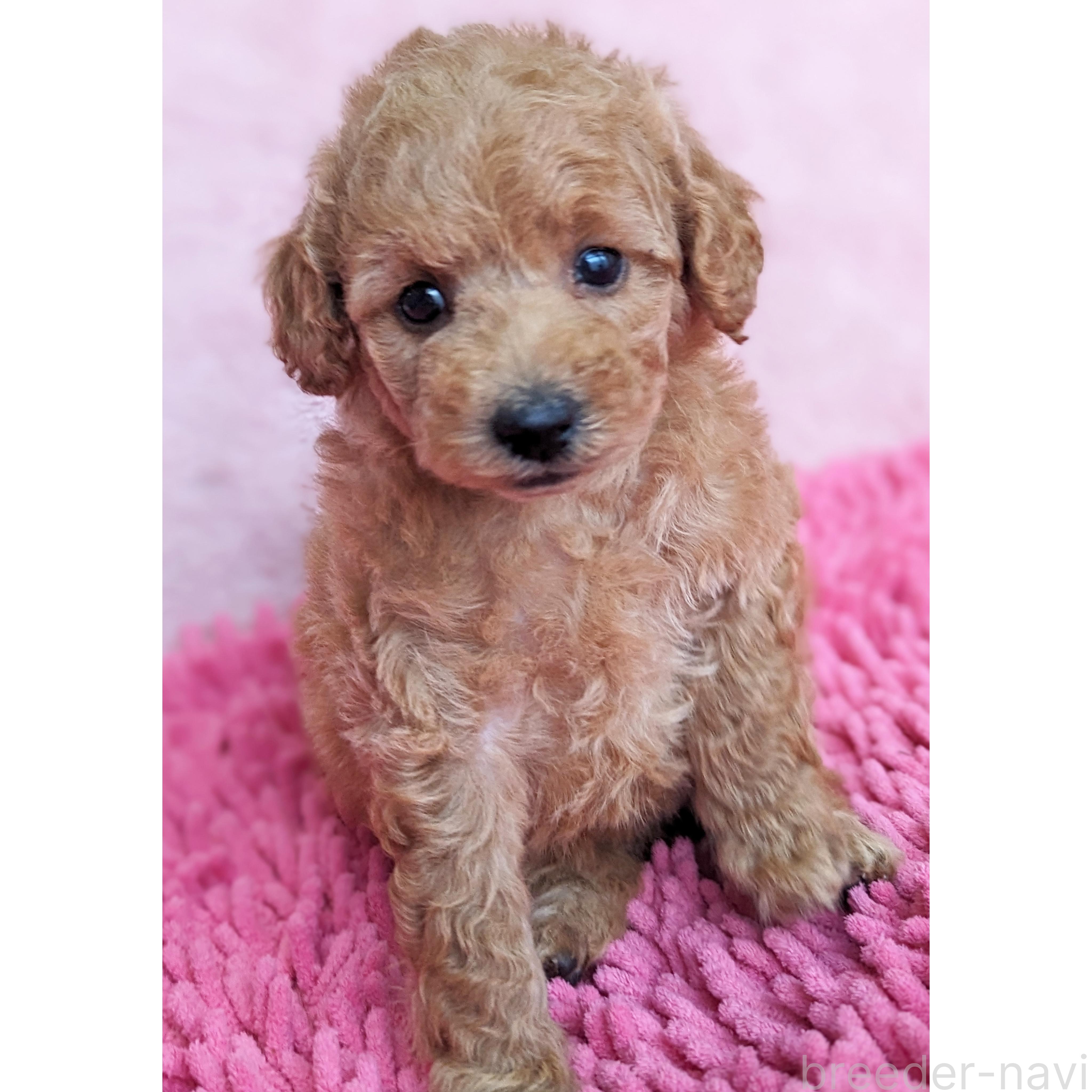 成約済の静岡県のミックス犬-385900の4枚目