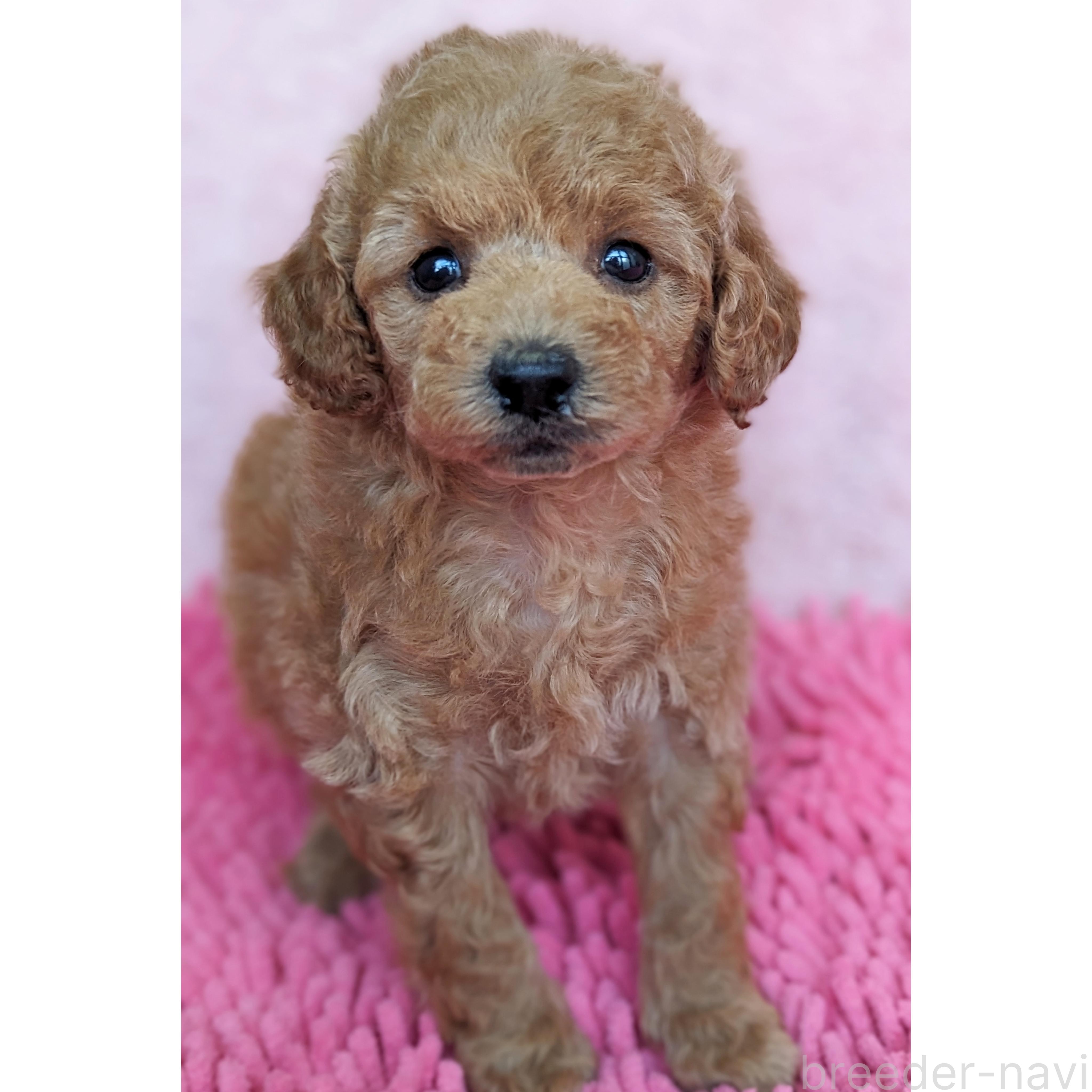 成約済の静岡県のミックス犬-385900の3枚目