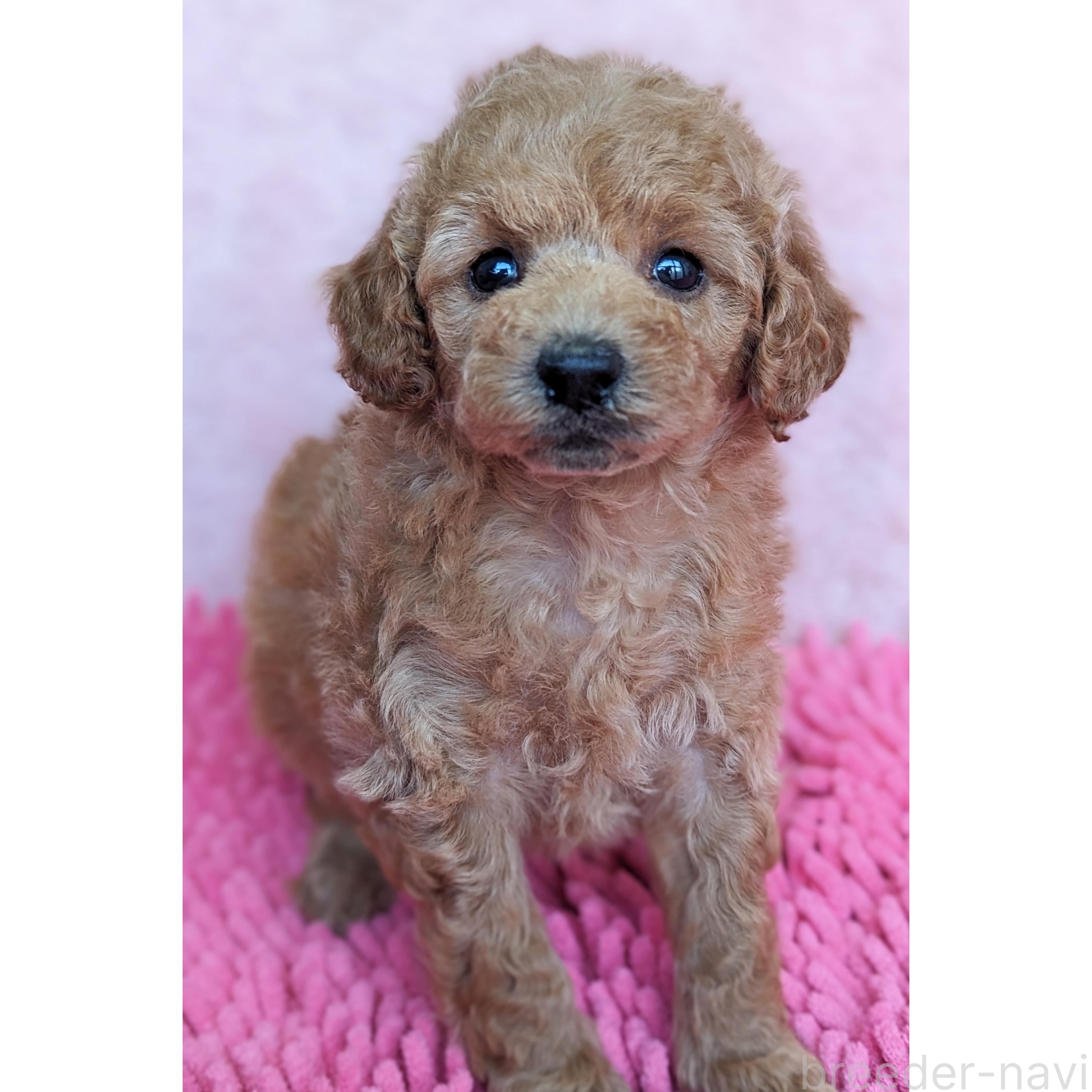 成約済の静岡県のミックス犬-385900の2枚目
