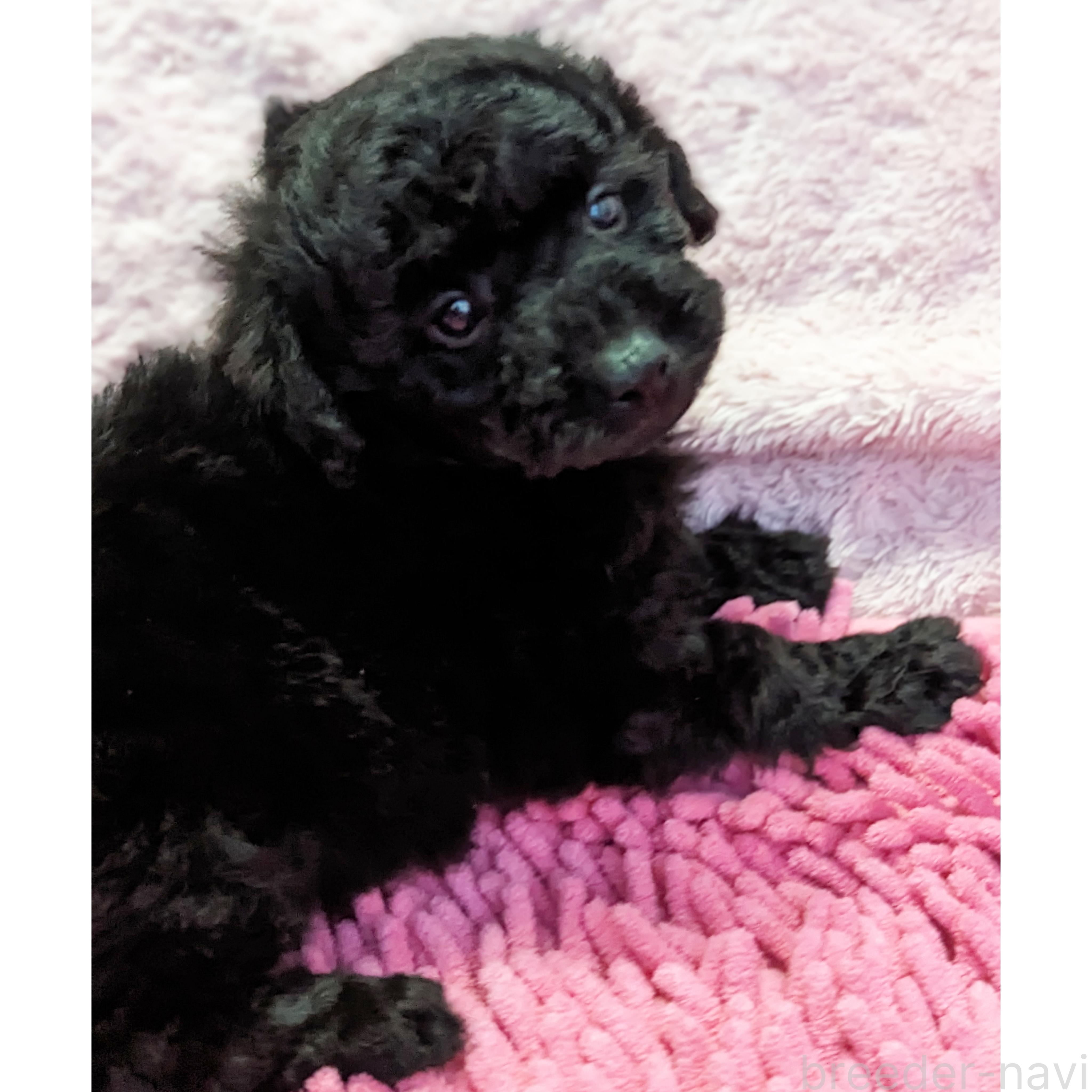販売中の静岡県のミックス犬-385903の11枚目