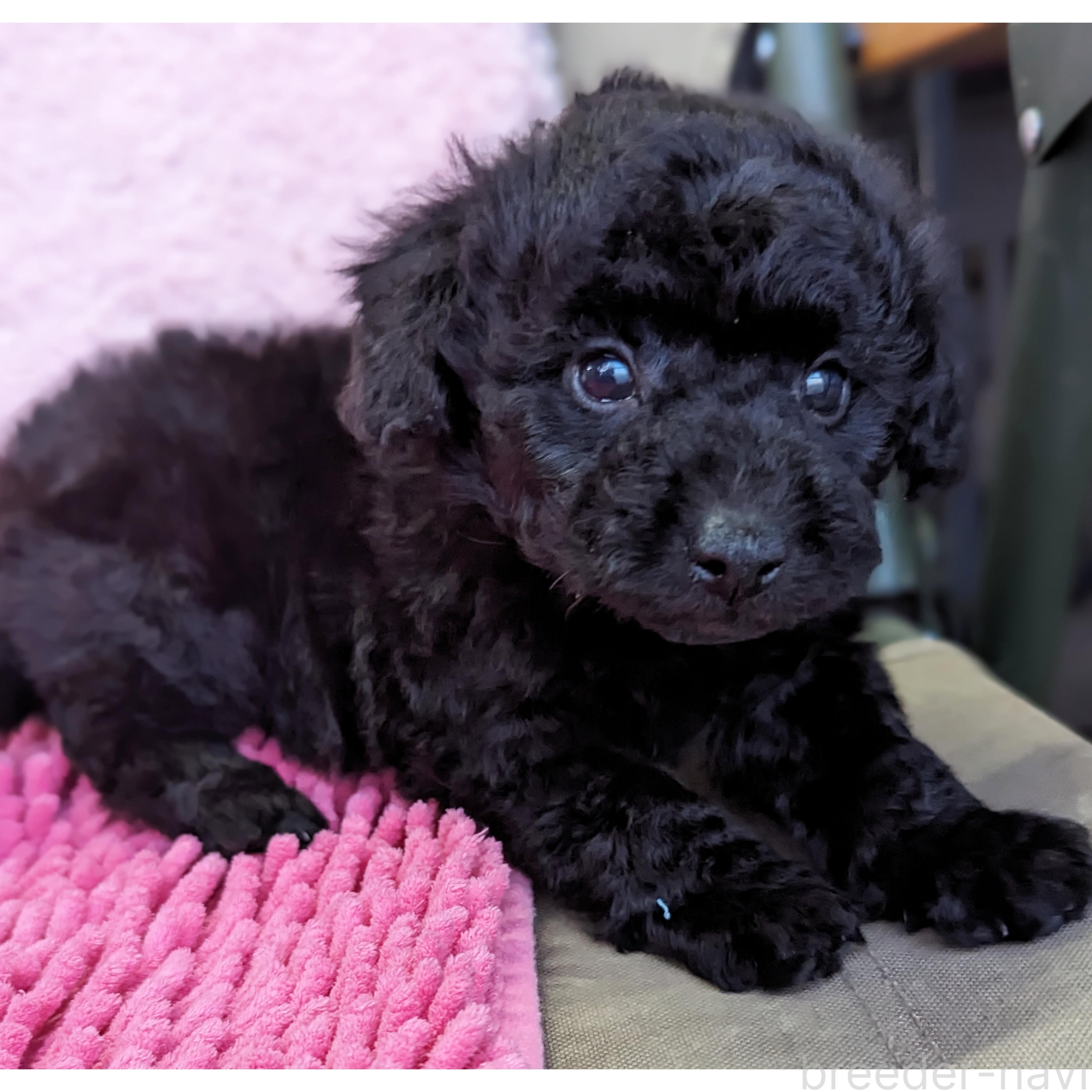 販売中の静岡県のミックス犬-385903の3枚目