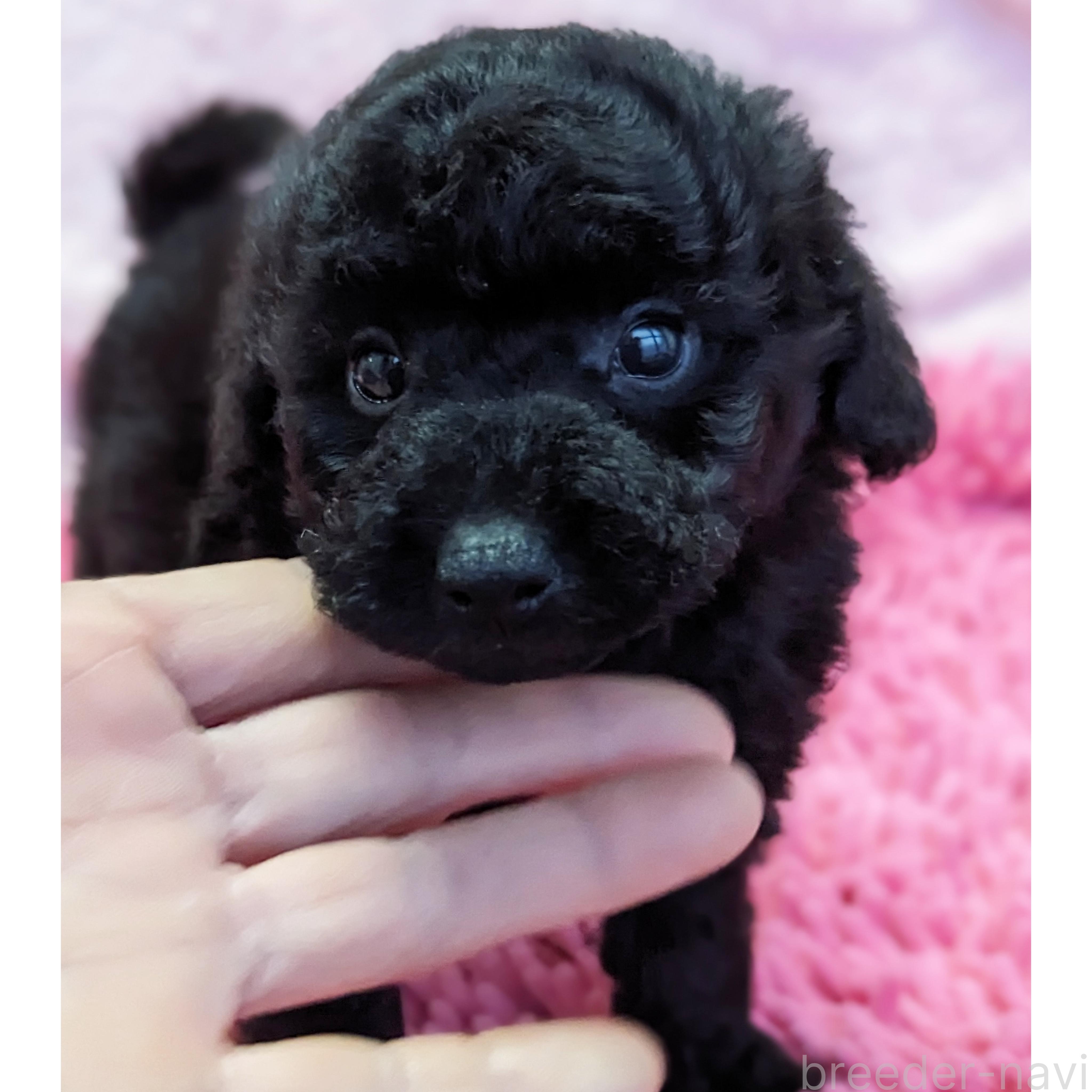 販売中の静岡県のミックス犬-385903の1枚目