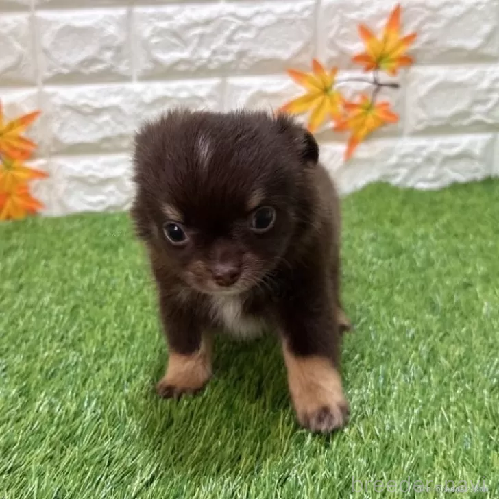 成約済の愛知県のチワワ(ロングコート)-385075の1枚目