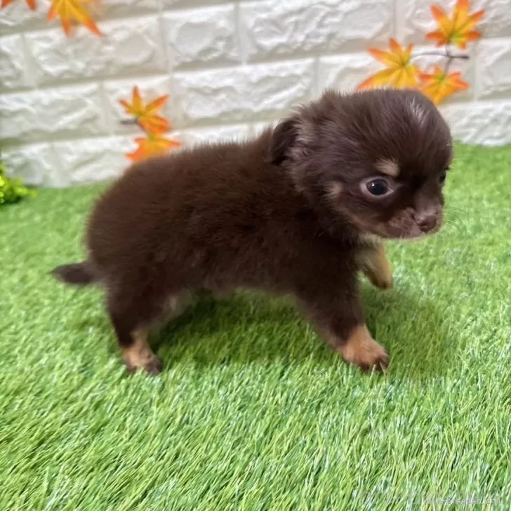 成約済の愛知県のチワワ(ロングコート)-385075の5枚目