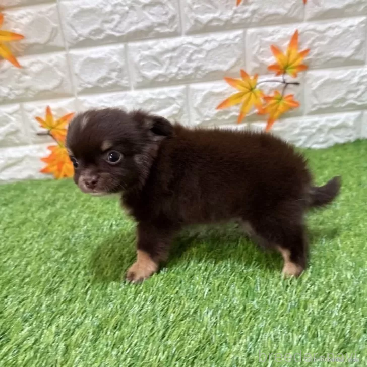 成約済の愛知県のチワワ(ロングコート)-385075の4枚目