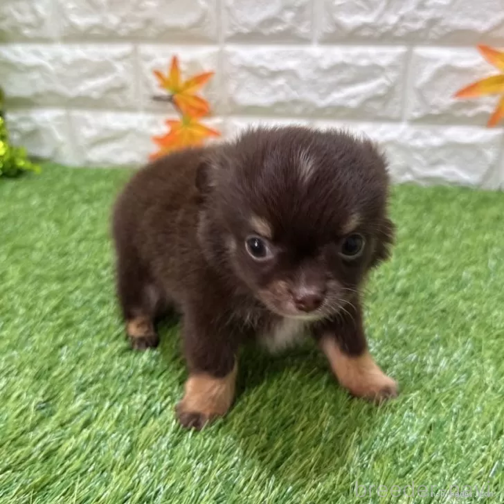 成約済の愛知県のチワワ(ロングコート)-385075の3枚目